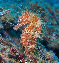 Hippocampus guttulatus (long-snouted seahorse) at Torrede... by E&e Lp 